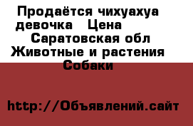 Продаётся чихуахуа , девочка › Цена ­ 4 000 - Саратовская обл. Животные и растения » Собаки   